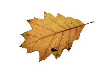 autumn maple leaf