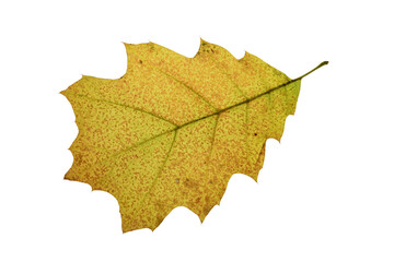 autumn maple leaf