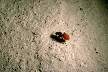 Insect on Wood: A Close-Up of Nature?s Tiny Creatures