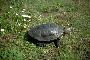 Turtle Enjoying Sunlight on the Grass by a Pond