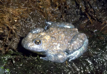 Frog and Toad Close-Up: Unique Features of an Amphibian