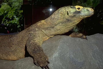 Lifelike Komodo Dragon in Its Natural Habitat Among Plants