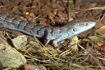Colorful Lizard on a Rock in Natural Habitat