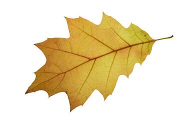 autumn maple leaf