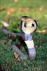 Majestic King Cobra in Natural Habitat