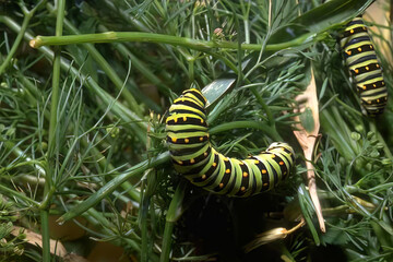 Bees and Butterflies Among Grass and Plants