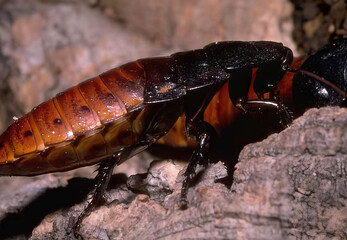 Title: Diverse Insects and Crustaceans in Nature