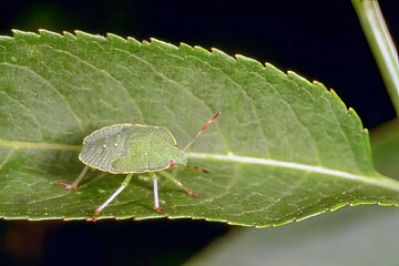 Shield Bugs on a Plant: A Close-Up of Insects in Nature