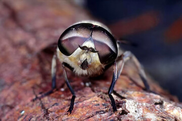 Close-Up of a Fly on Wood in Nature