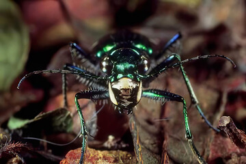 Beetle on a Leaf: A Close-Up of an Insect in Nature