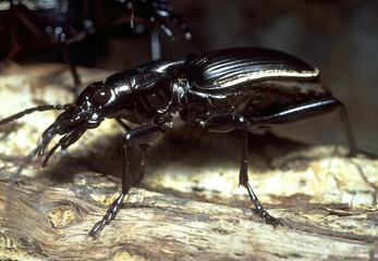 Title: Common Beetle Crawling on a Leaf