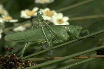 Close-up of a Cricket on a Colorful Flower in Lush Grass