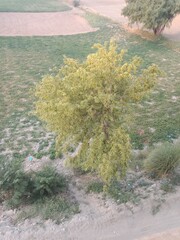 Dalbergia sissoo plant or Dalbergia sissoo big tree or  North Indian rosewood or shisham tree or sisau tree