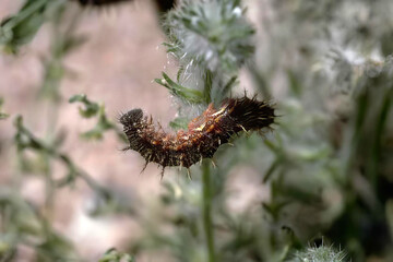 Bees and Butterflies on Plants: The Importance of Insects in Nature