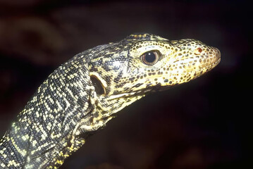 Close-Up of a Scaled Lizard with Intense Eyes