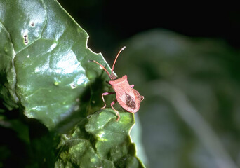 Insect on a Flowering Plant: Macro Photography of a Terrestrial Pest
