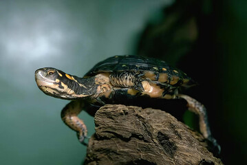 Colorful Turtle Relaxing by the Water's Edge
