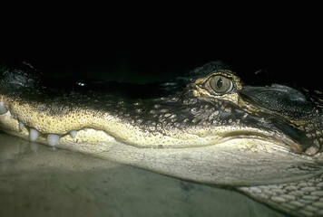 Crocodile Eye Close-Up in Water