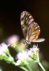 Colorful Butterfly on a Flowering Plant in Nature