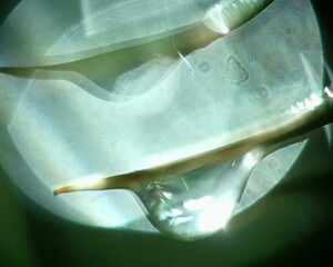 Translucent Petals and Automotive Elements Reflected in Water