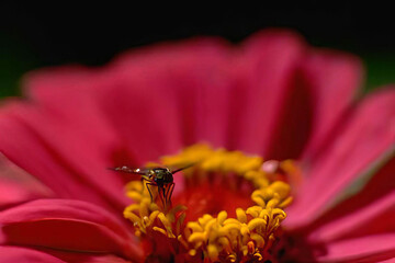 Bee on a Bright Orange Flower with Green Leaves