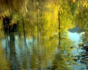 "Tranquil Natural Landscape Showcasing Water Resources and Verdant Vegetation"