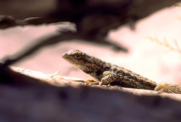 Iguana Relaxing on a Twig in Its Natural Habitat