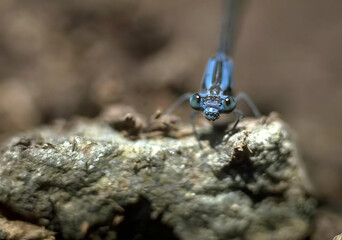 Electric Blue Insect Close-Up in Soil Environment