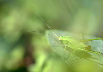 Insects on a Plant: Crickets and Grasshoppers Among Twigs and Grass