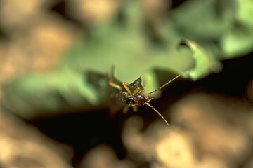 Close-Up of a Colorful Spider on a Leaf