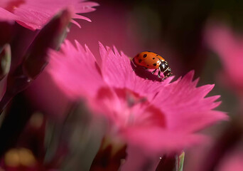 Colorful Ladybug on a Vibrant Magenta Flower Petal