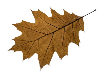 autumn maple leaf