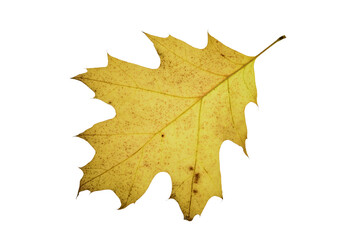 autumn maple leaf