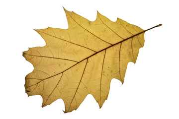 autumn maple leaf