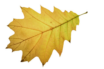 autumn maple leaf