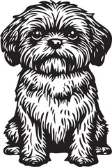 Cute Shih Tzu Dog