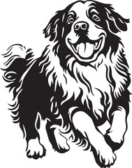 Obraz premium running Saint Bernard dog