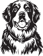 portrait of a Saint Bernard dog with collar