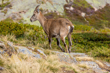 Alpine ibex, Capra ibex, steinbock European species of goat living in the Alps. Mountain goat in...