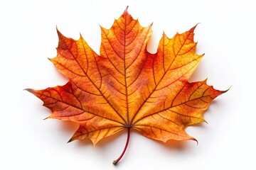 Obraz premium Autumn Maple Leaf Texture on White Background - Perfect for Food Photography and Design Projects