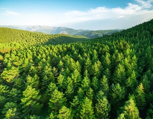 Naklejka premium Aerial View of Green Summer Forest with Pine Trees in Turkey.