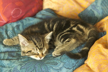 Chaton européen