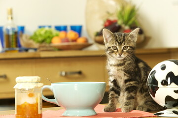 Chaton européen, petit déjeuner,
