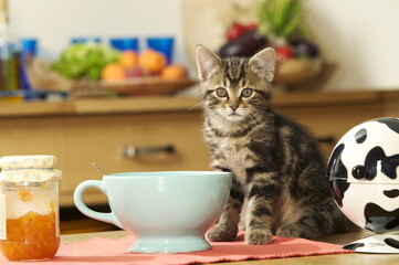 Chaton européen, petit déjeuner,
