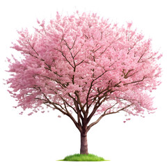 Blooming cherry blossom tree on transparent background