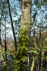 Fototapeta premium Landschaften und schöne Waldbilder für Naturliebhaber 