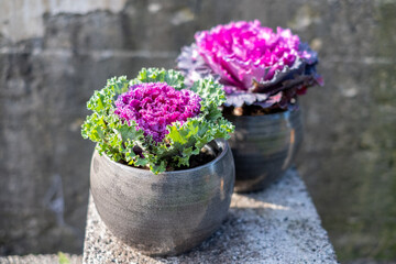 Potted ornamental cabbage plants showcasing vibrant purple leaves enhance a garden setting during sunny daylight hours