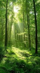 Obraz premium Sun Rays in Tranquil Forest Scene