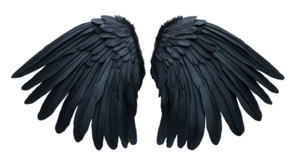 angel wings isolated on white background