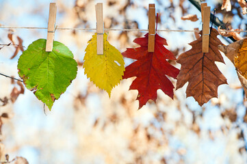 Multicolored autumn leaves on clothespins, isolated on a light natural background. changes in...